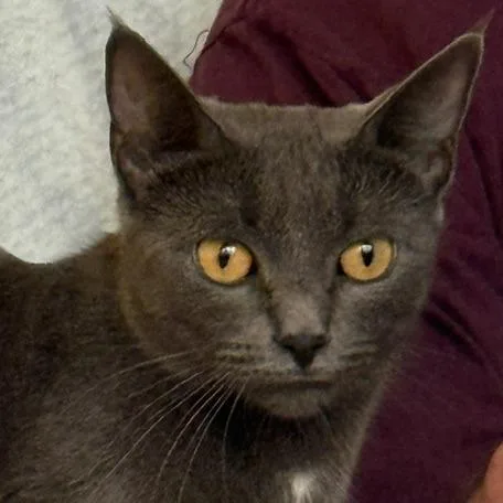 An adult medium-sized female Domestic Short Hair cat named Nurra for adoption in Bedford, NH