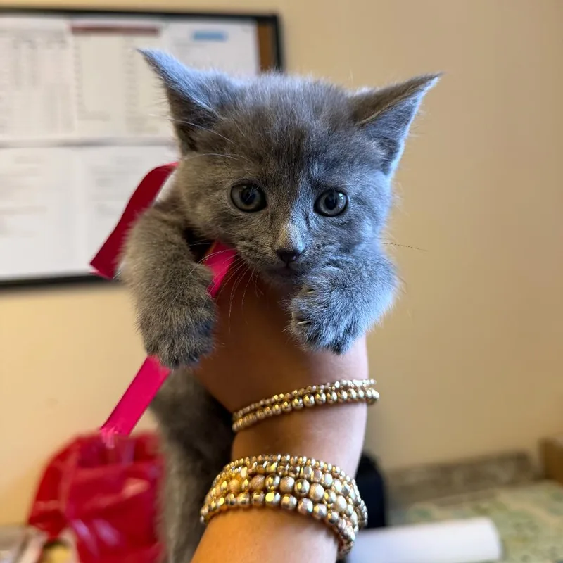 A baby small-sized female Gray / Blue / Silver Domestic Short Hair cat named Evie for adoption in New York, NY