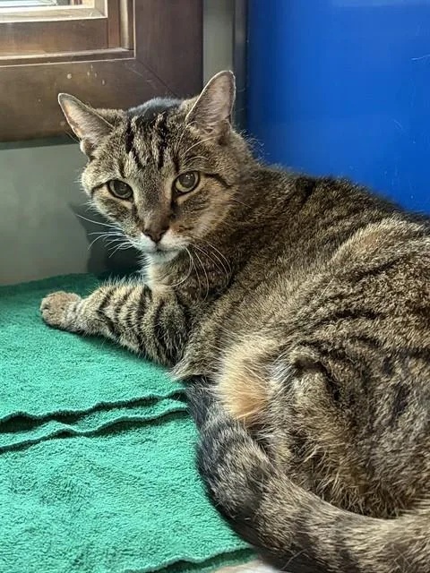 A senior small-sized female Domestic Short Hair cat named Precious for adoption in Westminster, MD