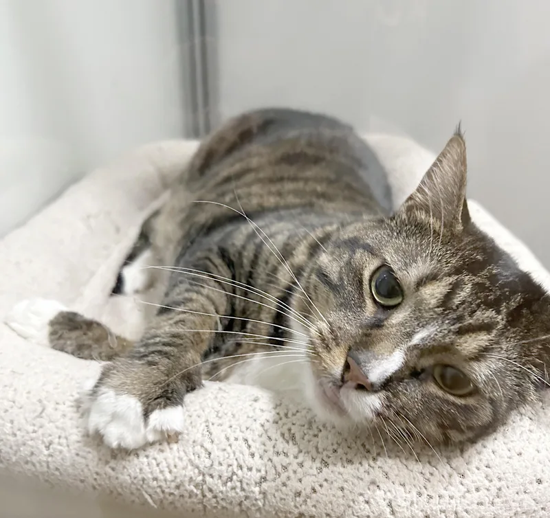 An adult large-sized female Tabby (Brown / Chocolate) Tabby cat named Estella for adoption in Parkville, MO