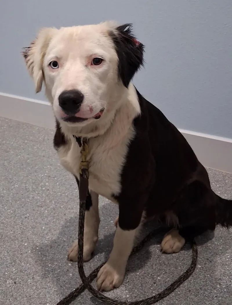 A young medium-sized male Mixed Breed dog named Bloo for adoption in Davenport, IA