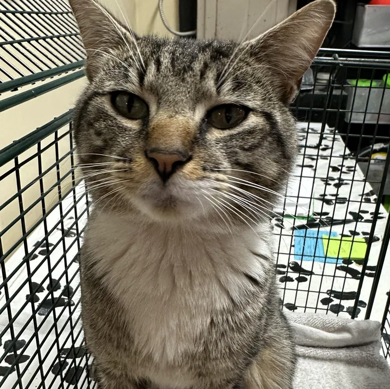 A baby medium-sized male Domestic Short Hair cat named Kobe Fiv Positive for adoption in Clifton, NJ