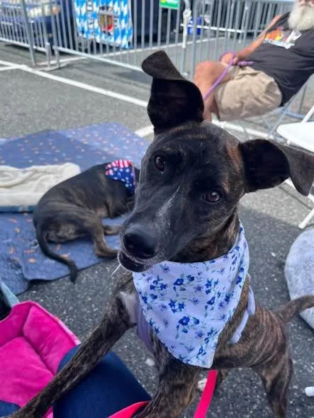 An adult medium-sized female Brindle Chihuahua dog named Kubota for adoption in Salisbury, MD