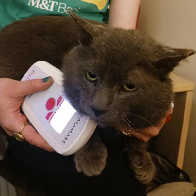An adult large-sized male Gray / Blue / Silver Domestic Short Hair cat named Sammy for adoption in Baltimore, MD