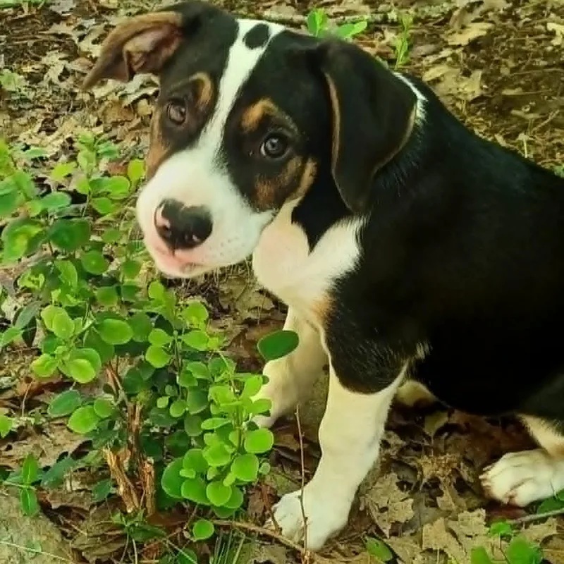 Ellie thumbnail 3