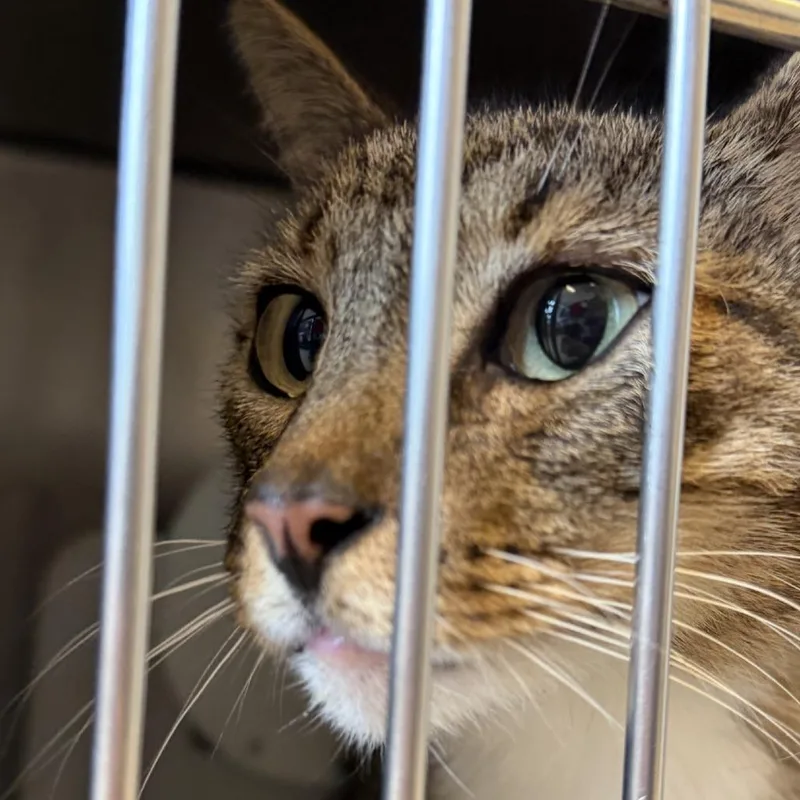 An adult large-sized male Brown / Chocolate Domestic Short Hair cat named Taz Man for adoption in Gloucester, VA