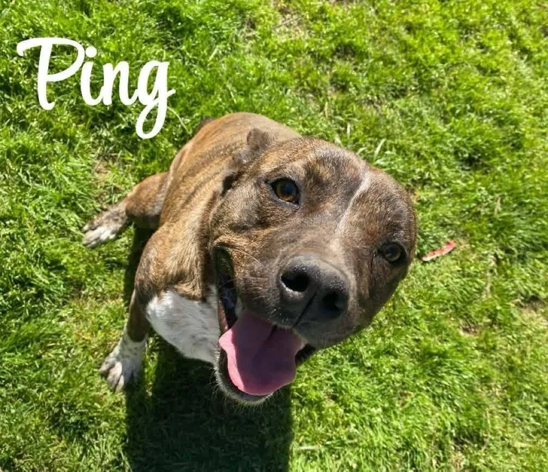 An adult medium-sized female Staffordshire Bull Terrier dog named Ping for adoption in Denison, TX