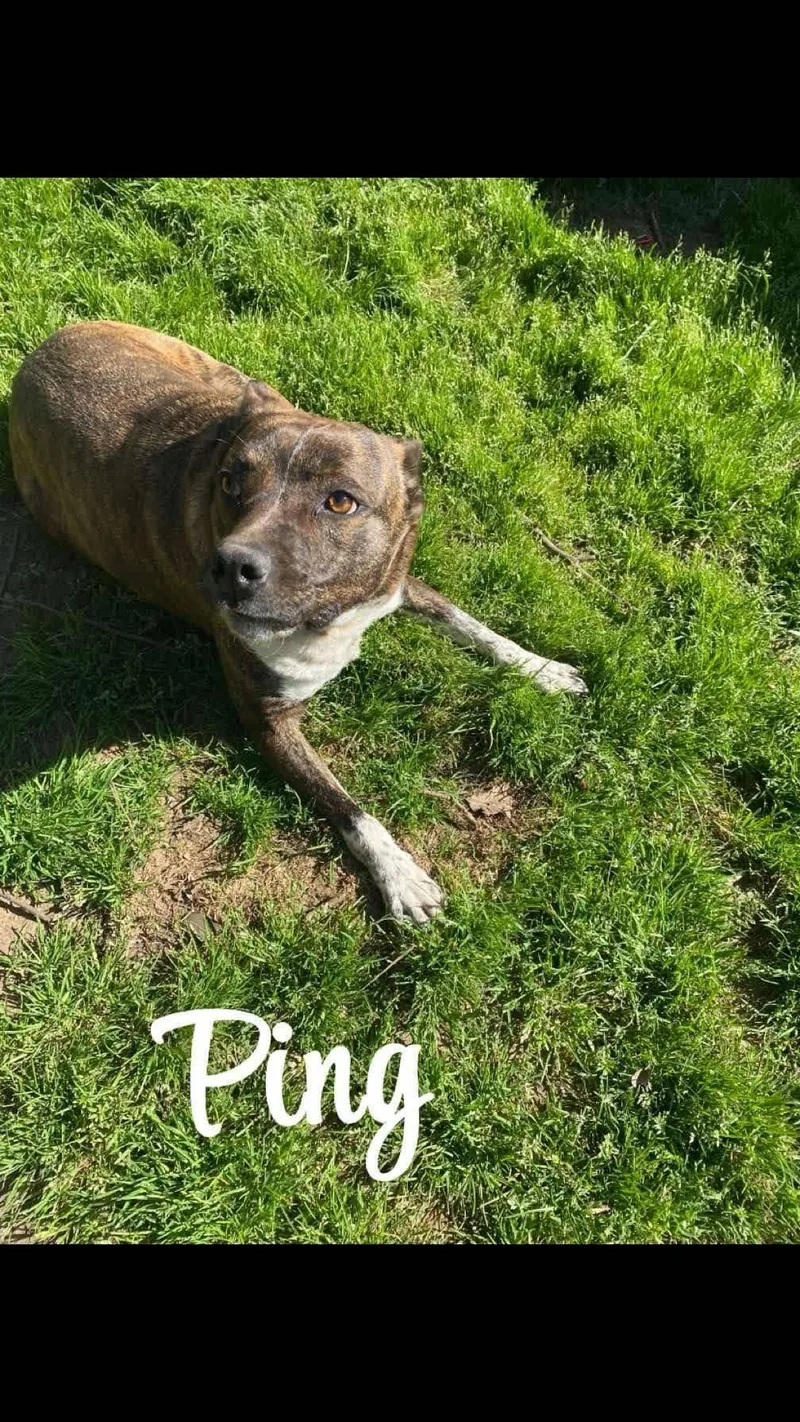 Ping thumbnail 2