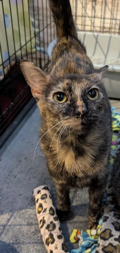 A young medium-sized female Domestic Short Hair cat named Krinkle for adoption in St. Cloud, MN