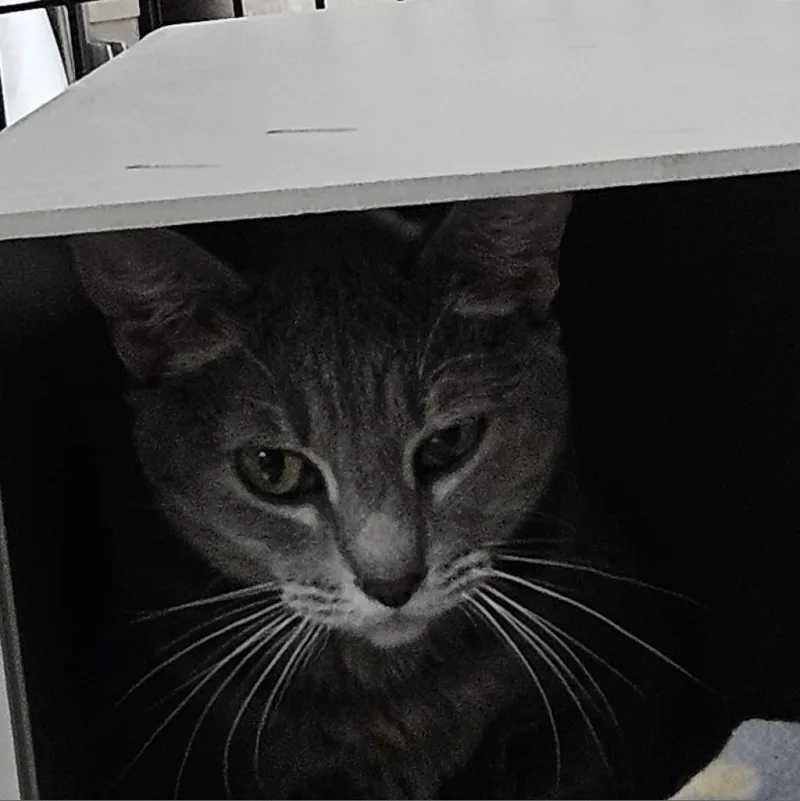 Luna thumbnail 2