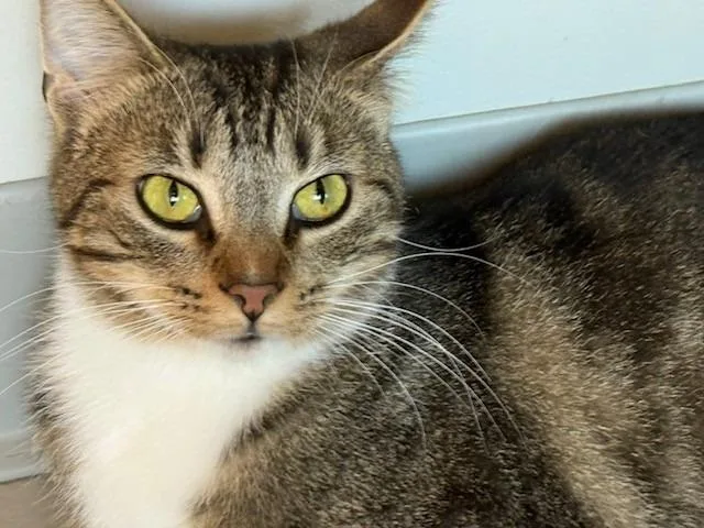 A young small-sized male Domestic Short Hair cat named Tiny for adoption in Dalton, GA