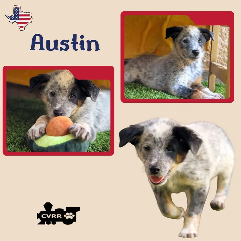 Austin