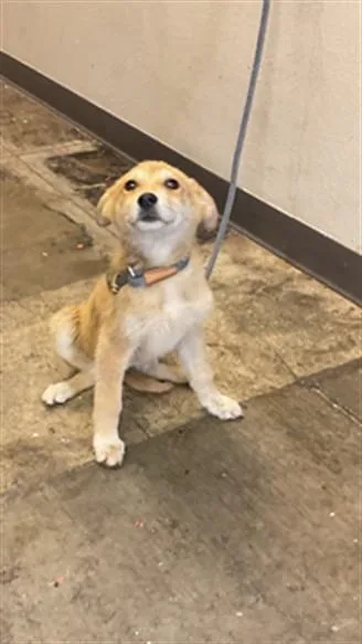 A baby medium-sized female Great Pyrenees dog named Kaya for adoption in Ontario, CA