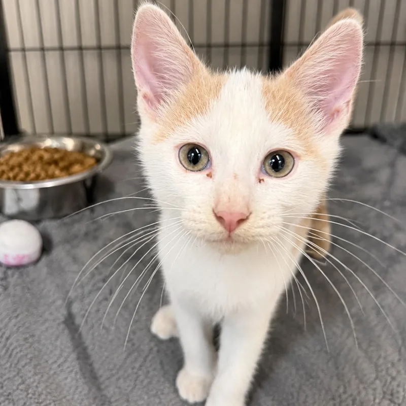 A baby small-sized male White Domestic Short Hair cat named Ricky for adoption in Chillicothe, IL