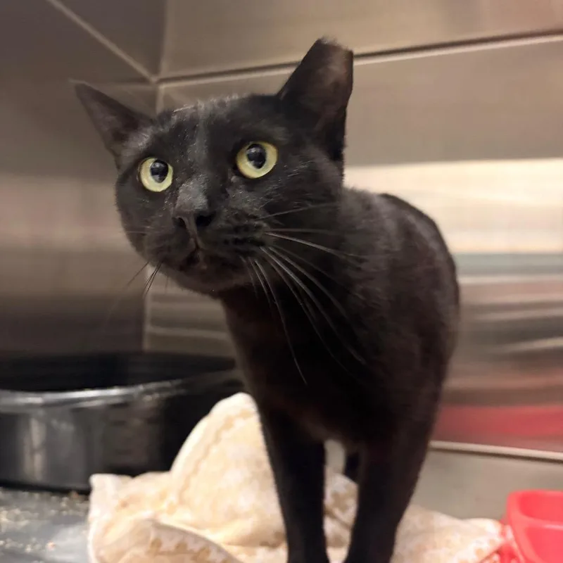 An adult medium-sized female Black Domestic Short Hair cat named Agnes for adoption in Spokane, WA