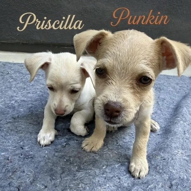 Priscilla thumbnail 3