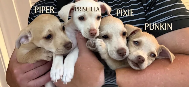 Priscilla thumbnail 4