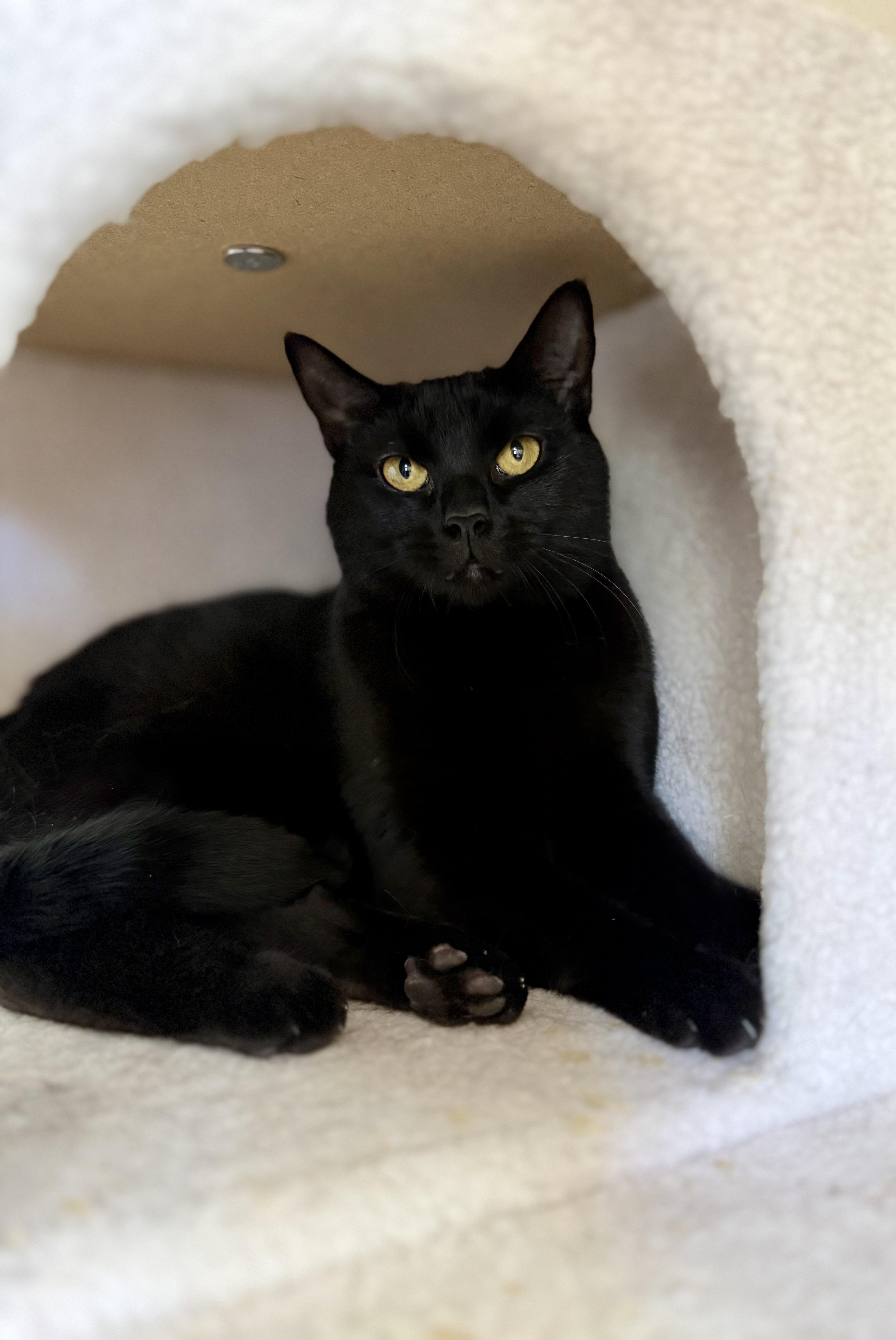 An adult medium-sized female Black Domestic Short Hair cat named Violet for adoption in Houston, TX