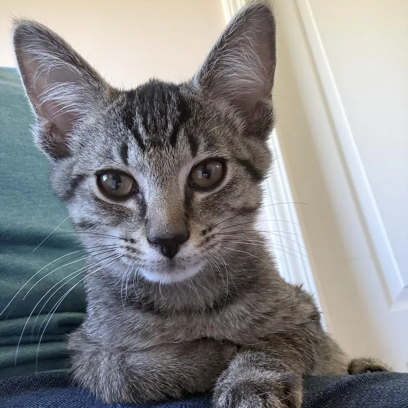 A baby small-sized male Domestic Short Hair cat named Logan for adoption in Sweetwater, TN