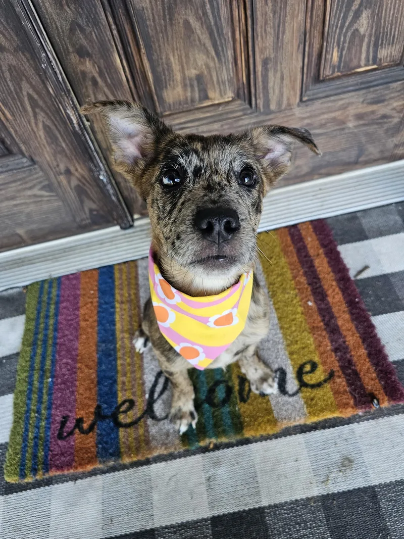 A baby medium-sized female Brown / Chocolate Catahoula Leopard Dog dog named Skylar for adoption in Luttrell, TN