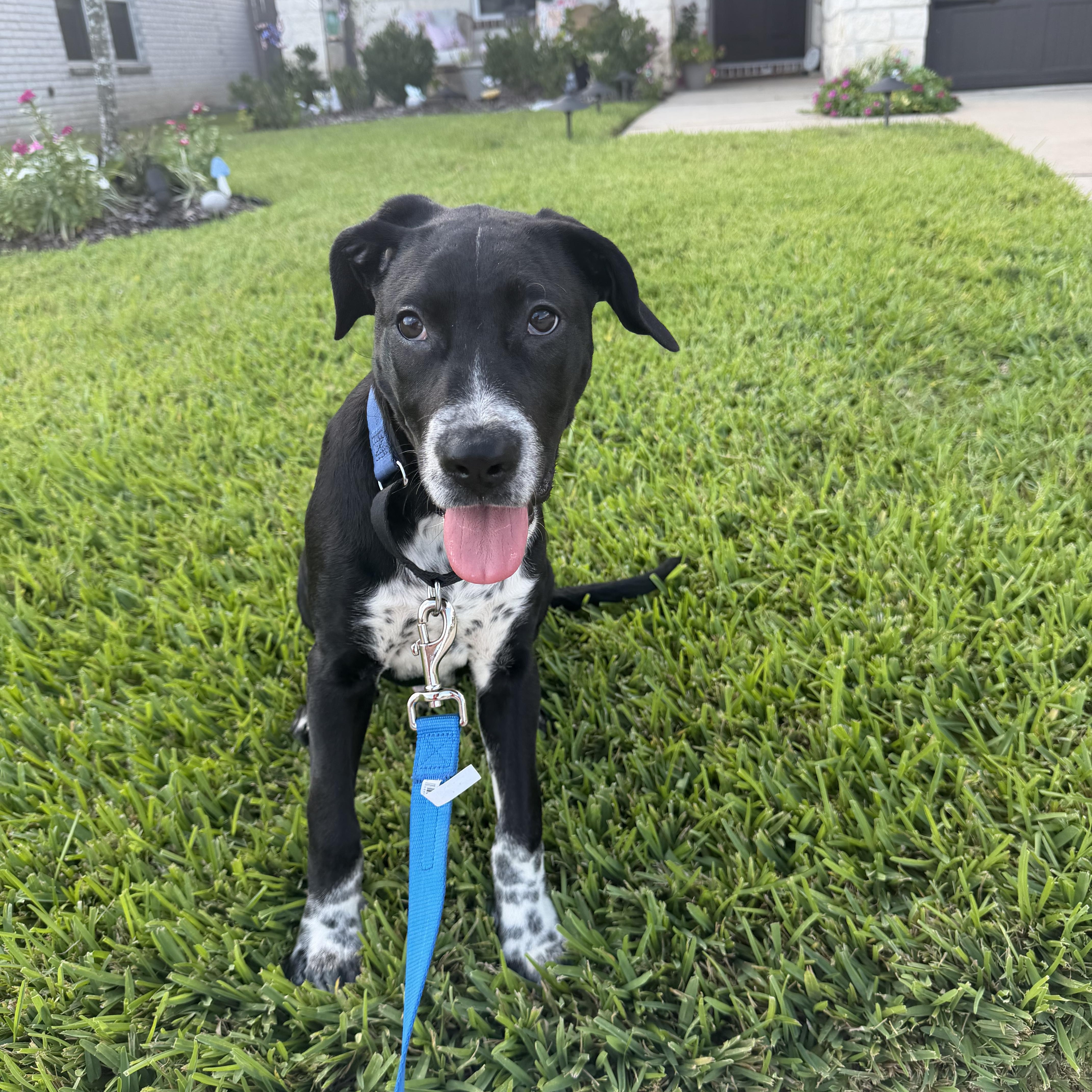 A young medium-sized male Black American Staffordshire Terrier dog named Popps for adoption in Mooresville, NC