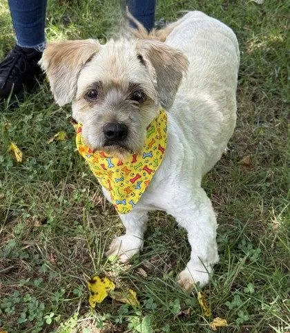 A senior small-sized male Lhasa Apso dog named Zatoichi for adoption in Midland, VA