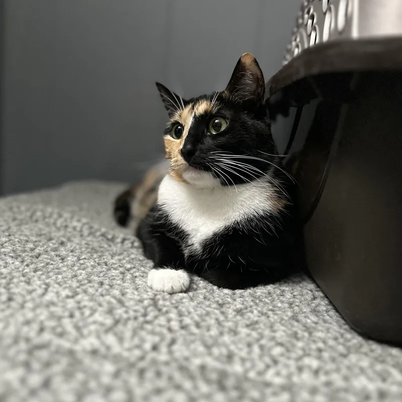 Victoria thumbnail 2