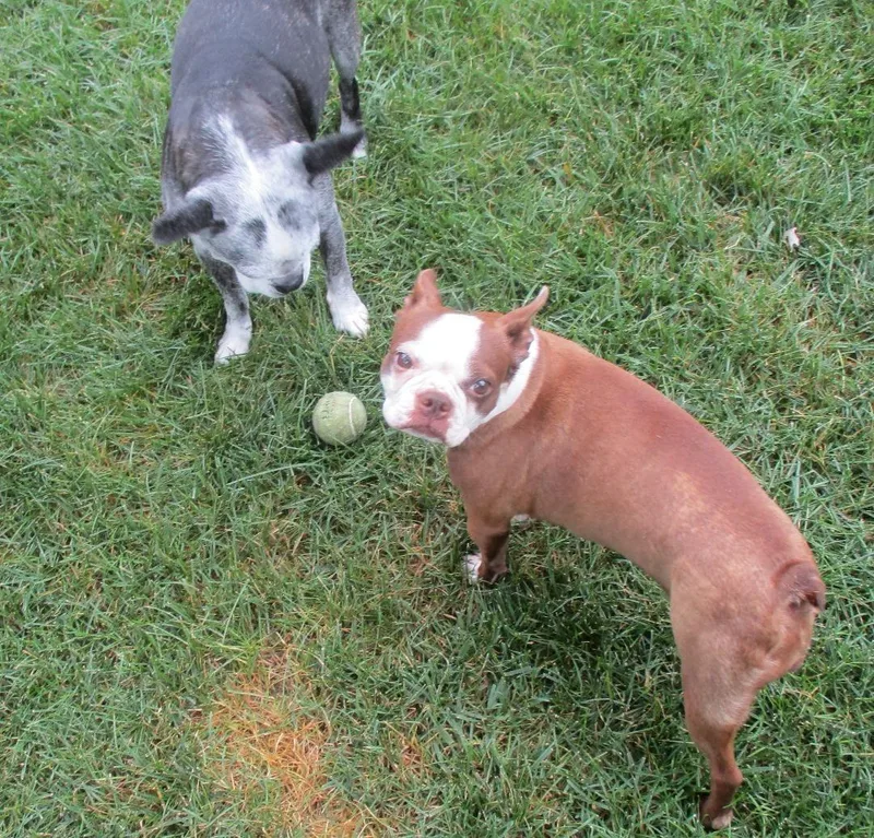 An adult small-sized female White / Cream Boston Terrier dog named Kit in MO for adoption in Elkhorn, NE