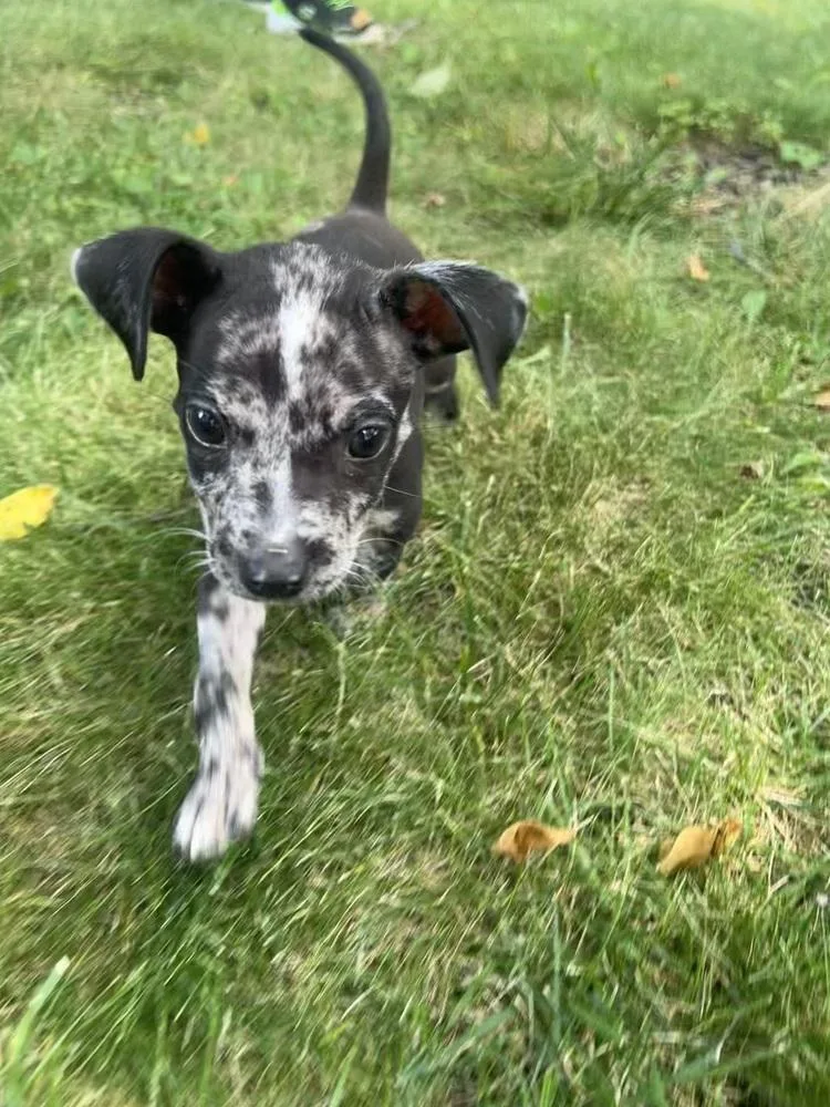Paco