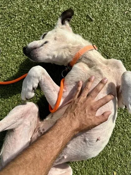 An adult large-sized female White / Cream Mixed Breed dog named Twilight for adoption in Wichita, KS
