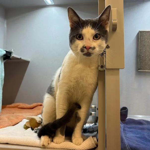 A young large-sized male Gray / Blue / Silver Domestic Short Hair cat named Seagull for adoption in Pittsburgh, PA