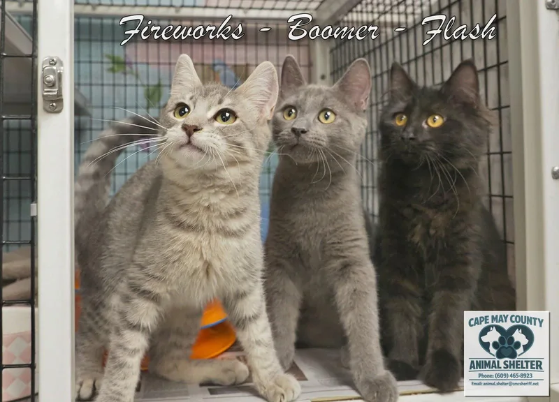 A young medium-sized male Domestic Short Hair cat named FireworksBoomerFlash for adoption in Cape May Court House, NJ