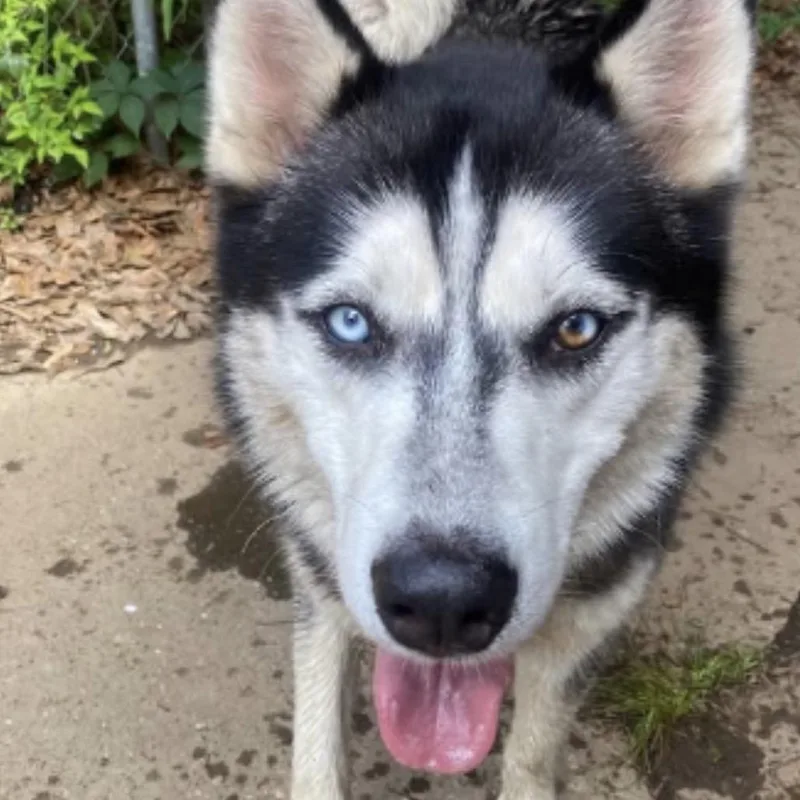 An adult large-sized male Black Mixed Breed dog named Straytorchhillroad for adoption in Columbus, GA