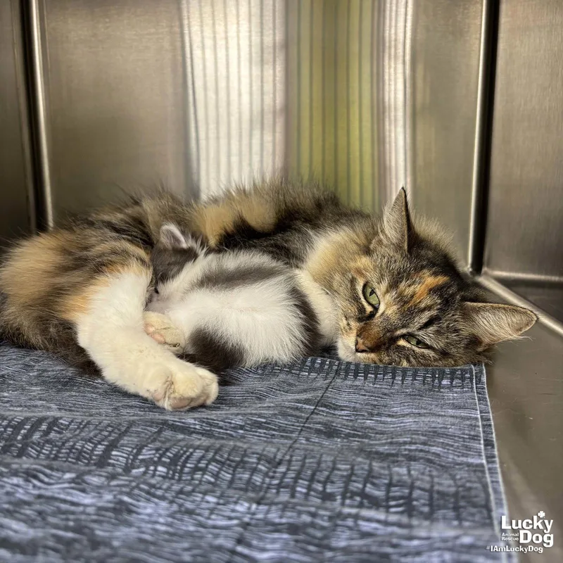 An adult medium-sized female Domestic Long Hair cat named Fable for adoption in Washington, DC