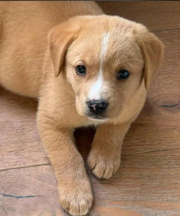 A baby medium-sized female Apricot / Beige Labrador Retriever dog named Opal for adoption in Eutawville, SC
