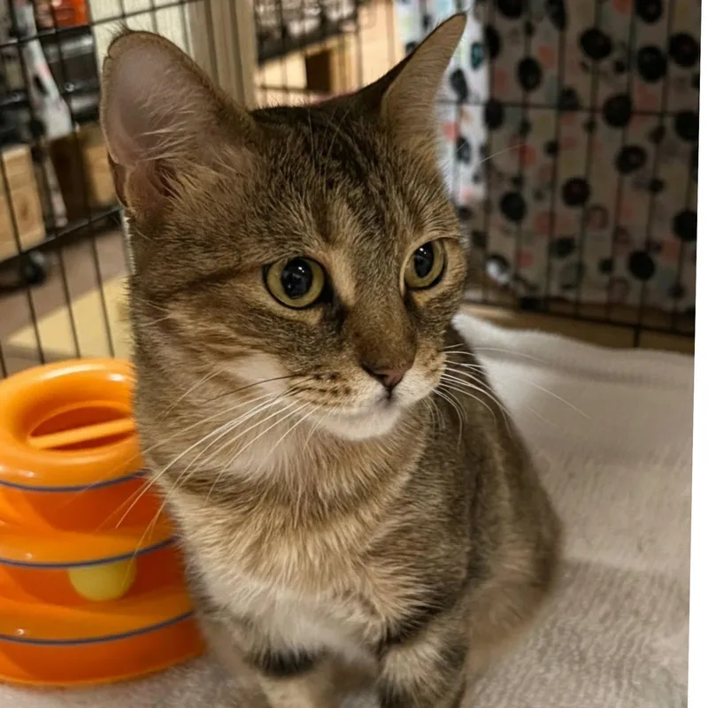 A young medium-sized female Domestic Short Hair cat named Coco for adoption in Blasdell, NY