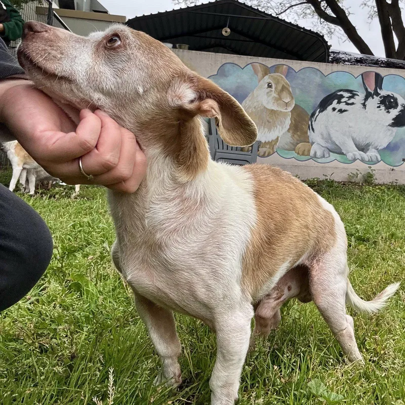 A senior small-sized male Chihuahua dog named Edward for adoption in Oakland, CA