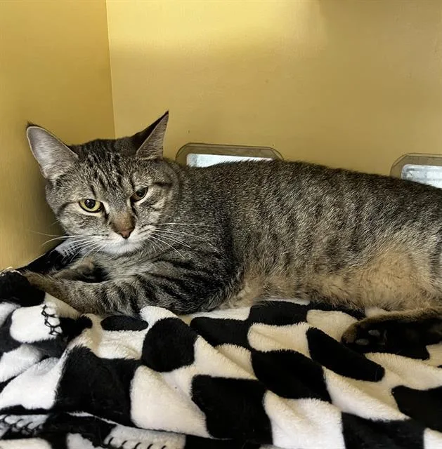 An adult medium-sized male Domestic Short Hair cat named Simba for adoption in Methuen, MA