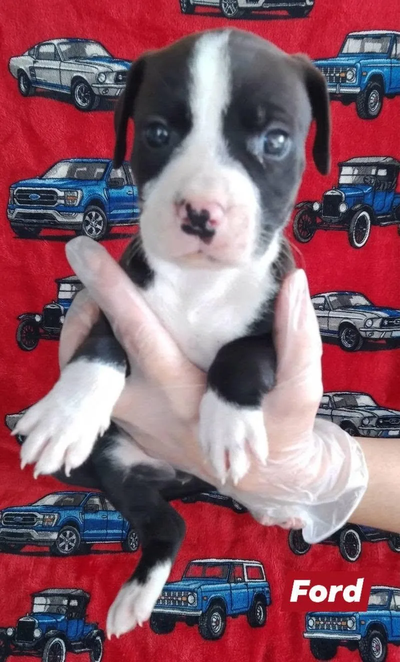 A baby medium-sized male American Bulldog dog named Ford for adoption in Winter haven, FL