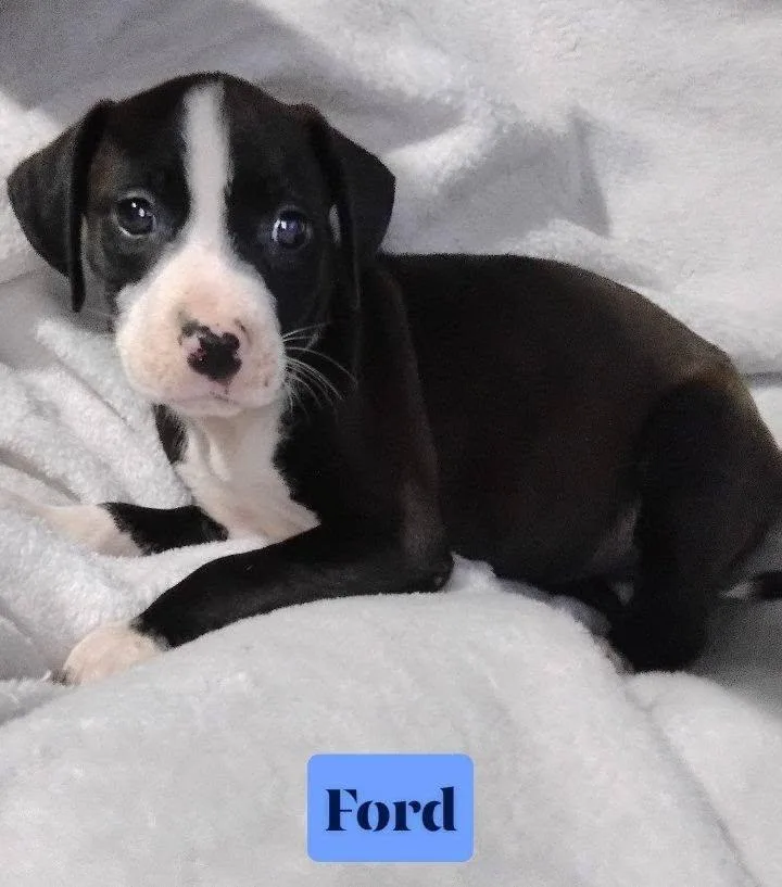 Ford thumbnail 2