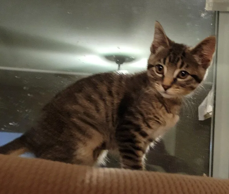 A baby small-sized female Domestic Short Hair cat named Lucky for adoption in Battle Ground, WA