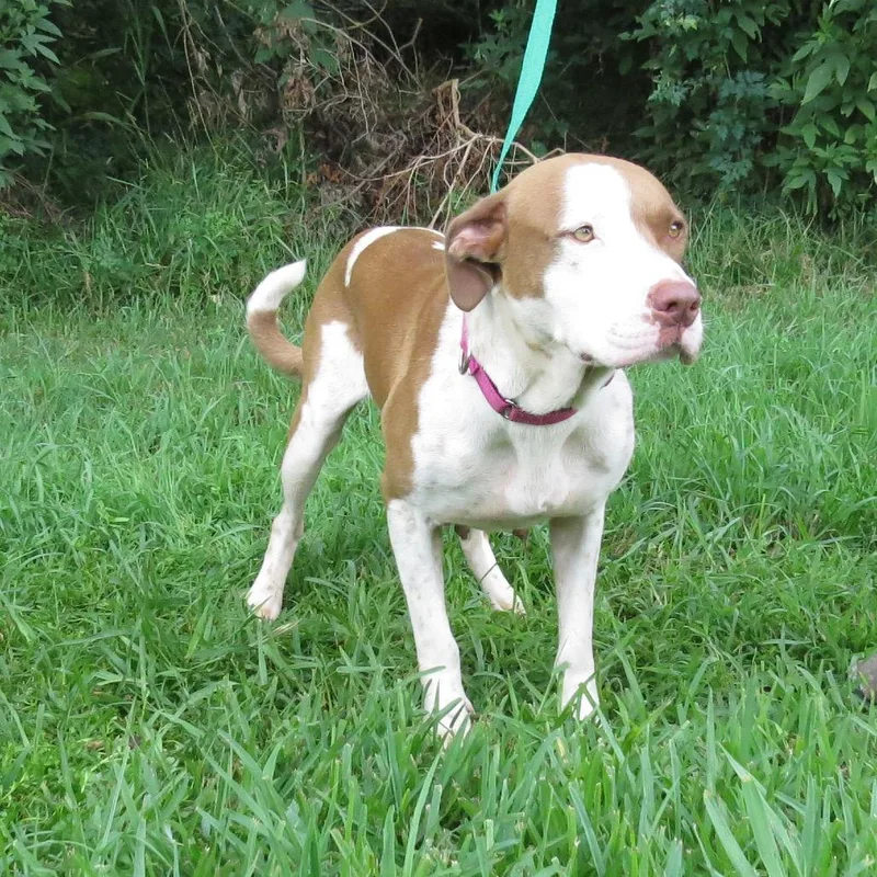 An adult medium-sized female Pit Bull Terrier dog named Snooki Polizzi for adoption in Lake Jackson, TX