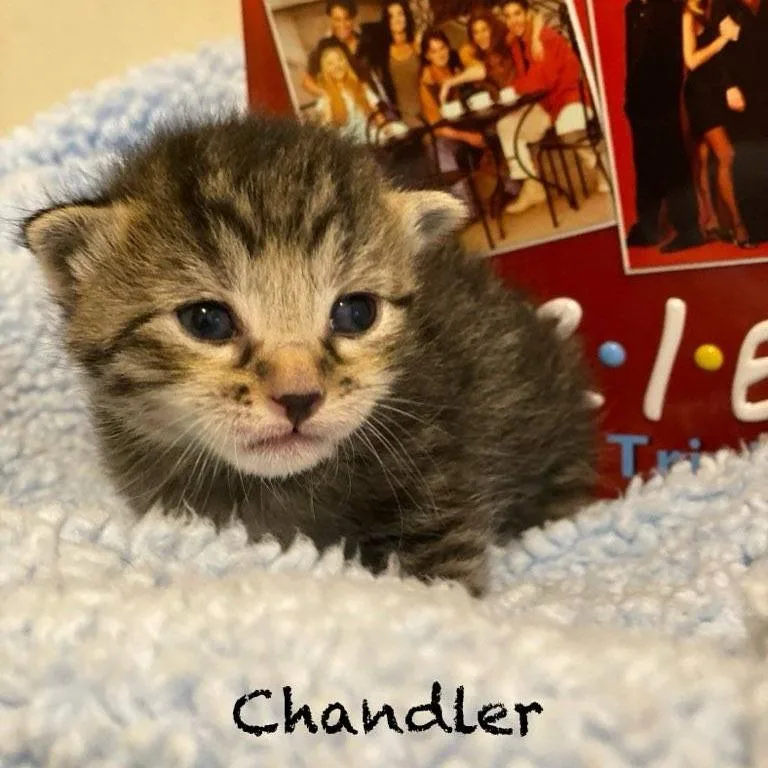 A baby small-sized male Brown / Chocolate Domestic Short Hair cat named Chandler for adoption in Centerville, TN