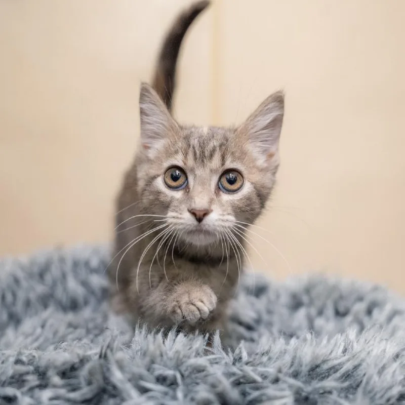 A baby small-sized female Gray / Blue / Silver Domestic Short Hair cat named Lucy for adoption in Gainesville, GA