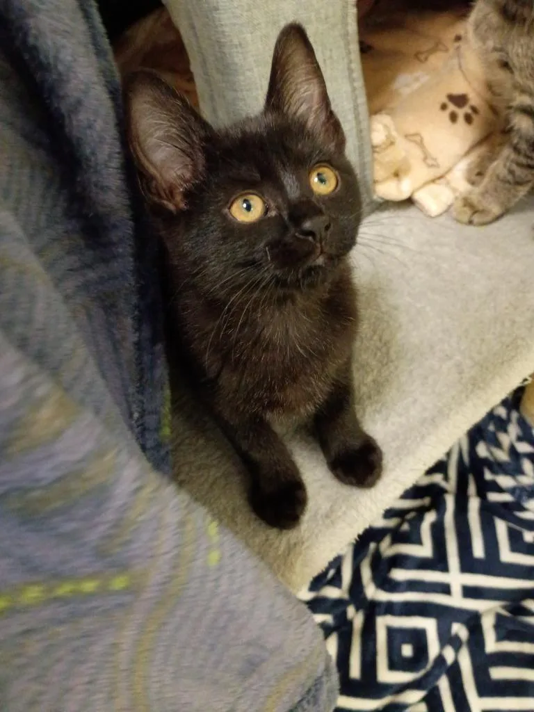 A baby medium-sized female Domestic Short Hair cat named Night Sky for adoption in Hamilton, OH