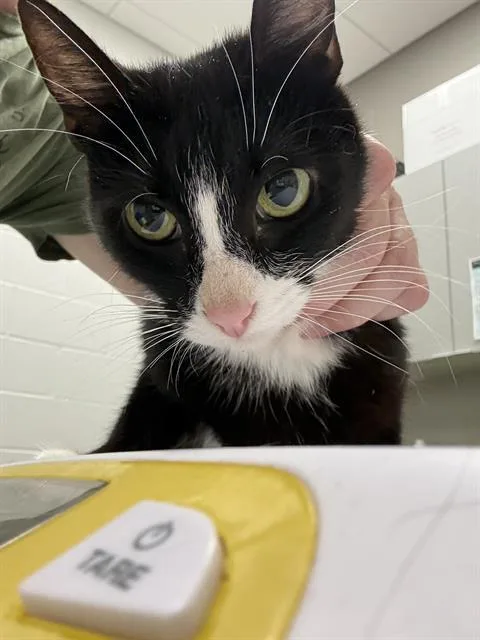 A young small-sized female Domestic Short Hair cat named Mom for adoption in Indianapolis, IN