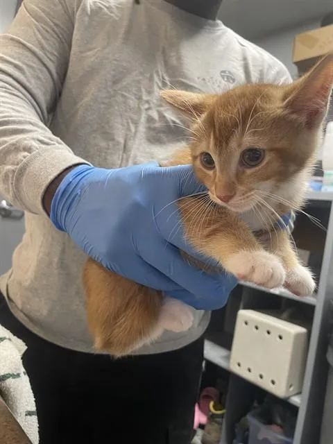 A baby small-sized male Domestic Short Hair cat named Cricket for adoption in Tallahassee, FL