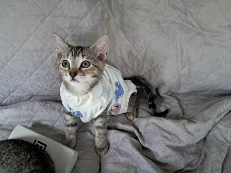 A baby medium-sized female Tabby (Buff / Tan / Fawn) Domestic Short Hair cat named Breeze for adoption in Collierville, TN