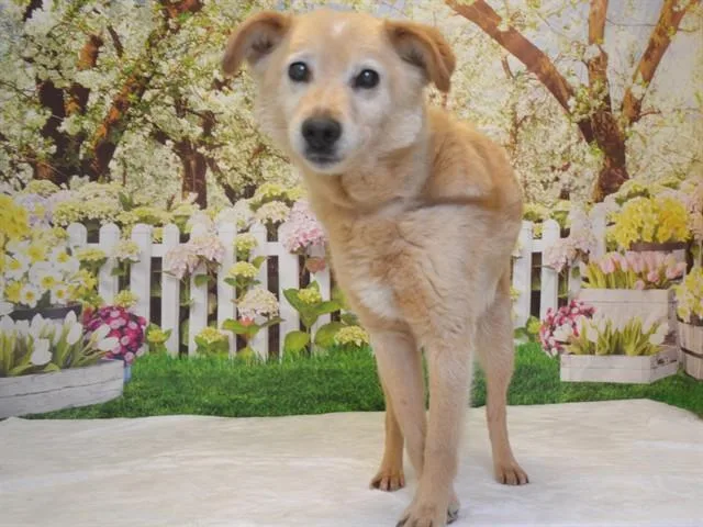 An adult medium-sized male Carolina Dog dog named Sonny for adoption in Oroville, CA