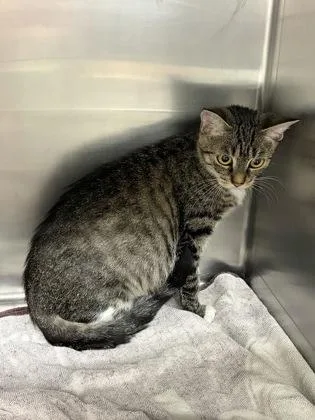 An adult medium-sized female Domestic Short Hair cat named Big Head for adoption in Lowell, MA